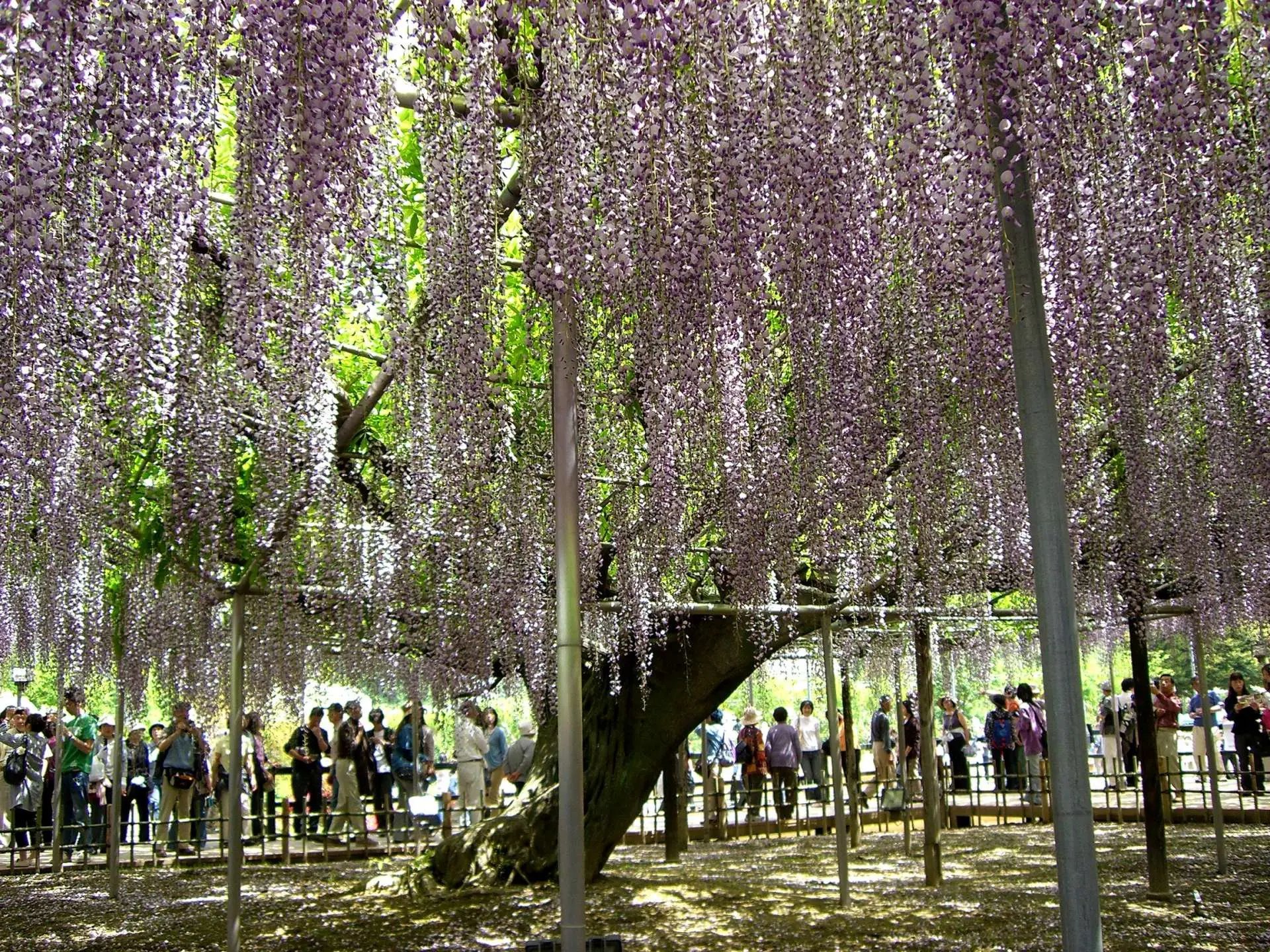 🏞️ 만박기념공원 일본 정원 (니혼테이엔) 이미지 11